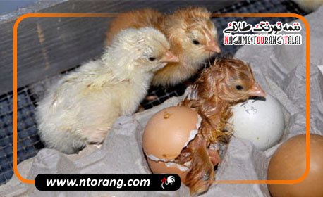 چالش‌های پرورش جوجه‌های تازه هچ شده و راهکارهای موفقیت‌آمیز